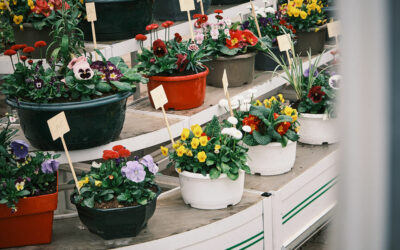 Jardinerie dans les Vosges : venez découvrir nos semences