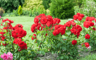 Rosier à Vittel : Faites de votre jardin un bouquet harmonieux de fleurs !