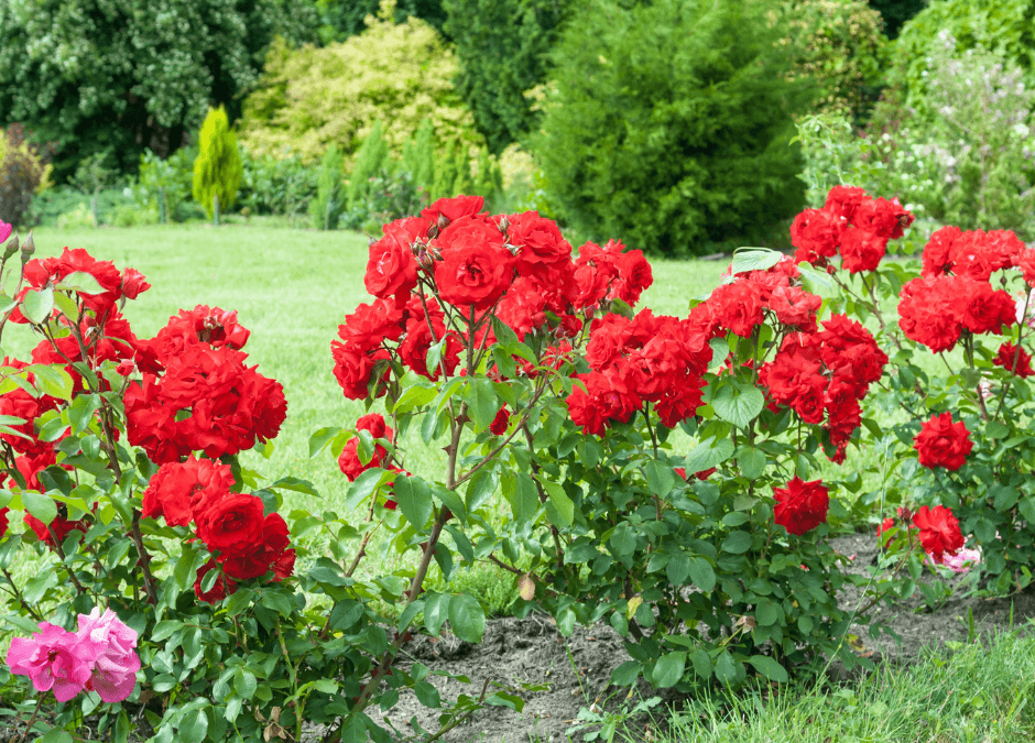 Rosier à Vittel : Faites de votre jardin un bouquet harmonieux de fleurs !